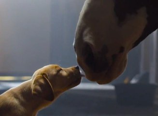 Super Bowl Commercial 2014 – Budweiser “Puppy Love” - video Dailymotion