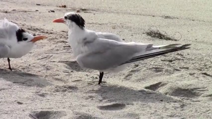 Courtship among Seagulls