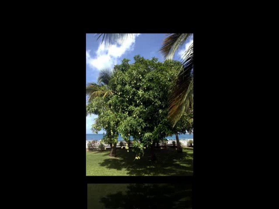 Rich Cocovich of Global Star Capital Tour of Grenada 2