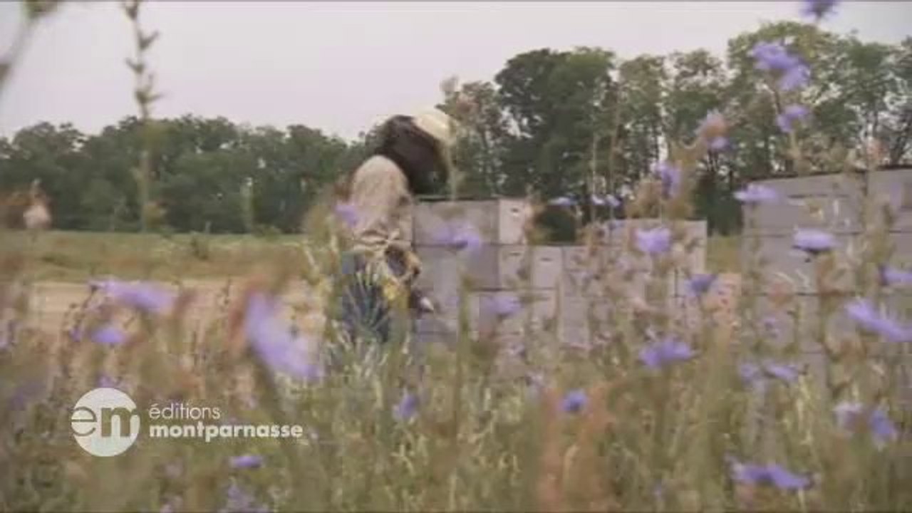 Disparition des abeilles, la fin d'un mystère