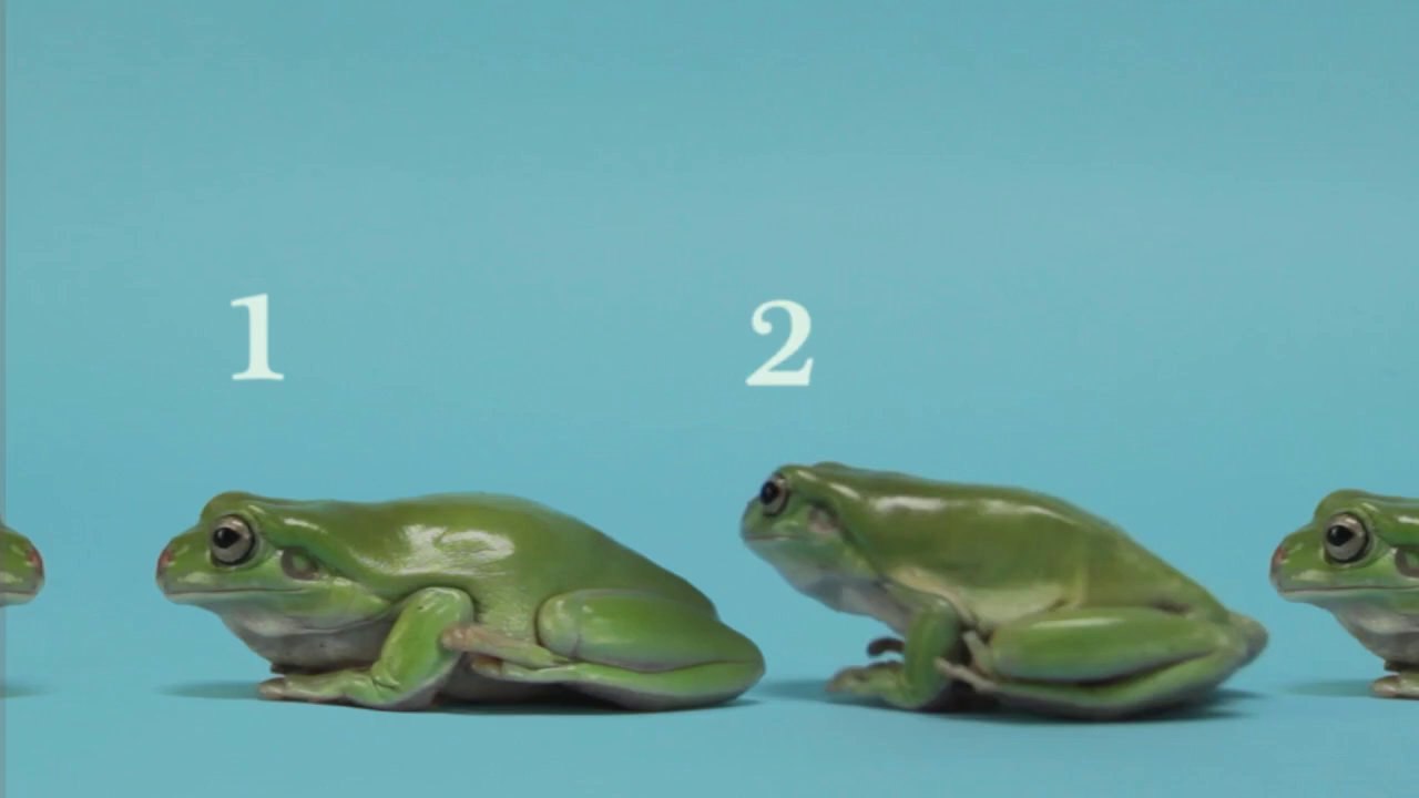 Bonne Grenouille 2013 !