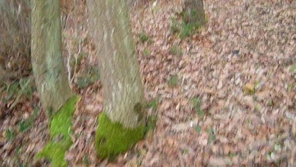 Yüce yaratıcının eseri