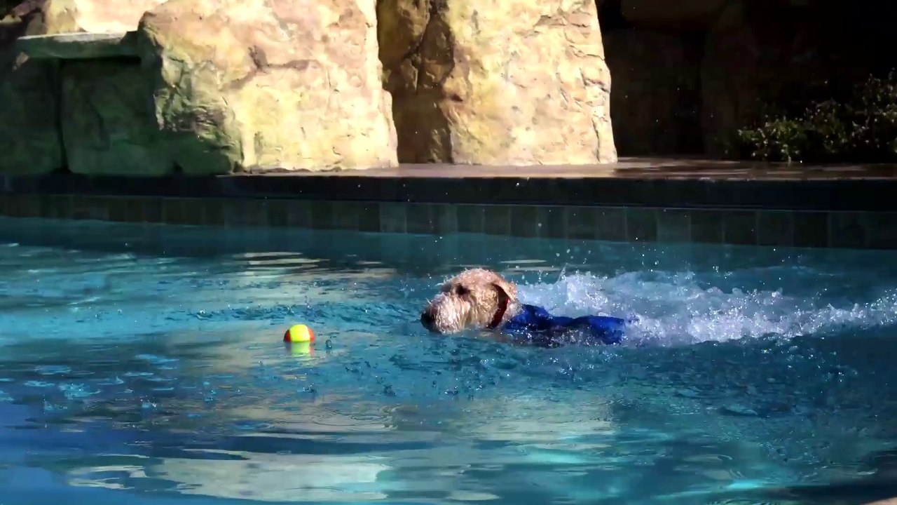Des chiens au super ralenti