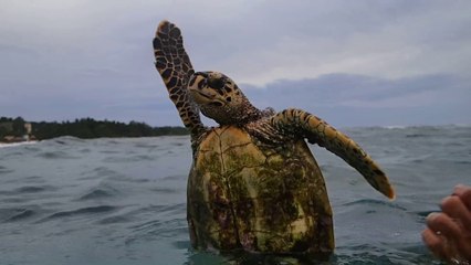 Luciano and friends from Villa Authentique swimming with turtle in La Digue, Seychelles