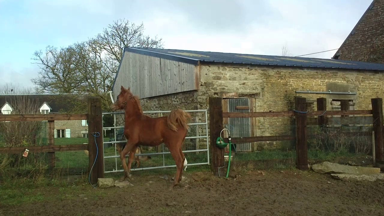 ISHAL WHY NOT, pur sang arabe de 8 mois