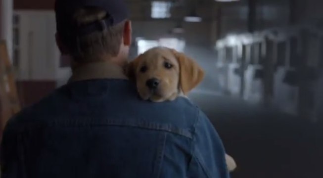L'amitié entre un chiot et un cheval!! Publicité Budweiser - Super Bowl 2014