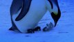 Une maman Pingouin essaie de sauver son petit de la mort... tellement triste!