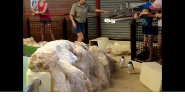 Unique and Rare Species - Fairy Penguins, Penguin Island. Off Rockingham - Australia Tours