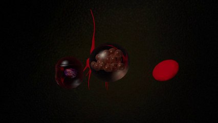Stem cells