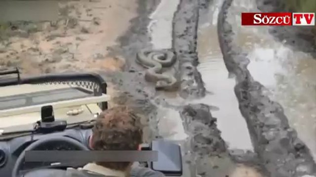 1,5 metrelik yılan jipe yol vermedi