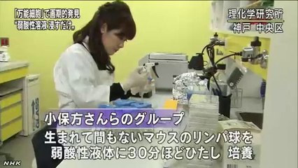 20140130「万能細胞」ヒトでも成功するか注目