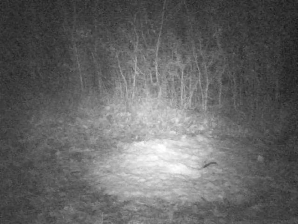 PICT0007-29/01/2014 à 03h33