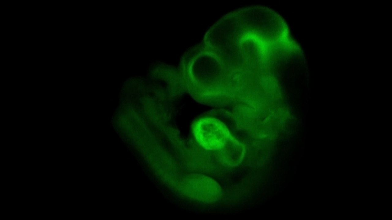 Stem cell "major discovery" claimed