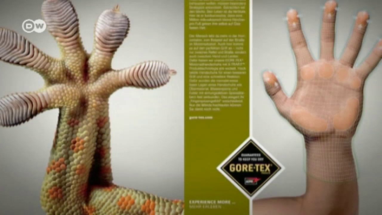 Der preisgekrönte Tierfotograf Tim Flach | Euromaxx