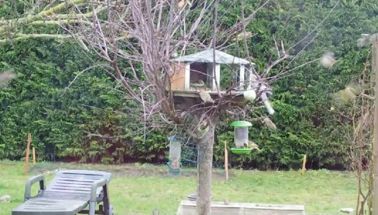 Les oiseaux au self