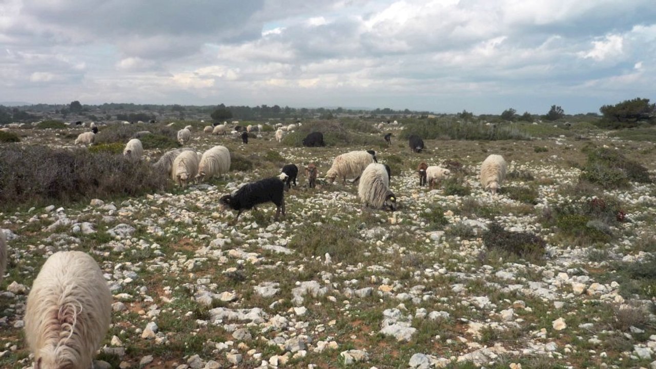 Emission de radio sur le plateau de Leucate  - site Natura 2000