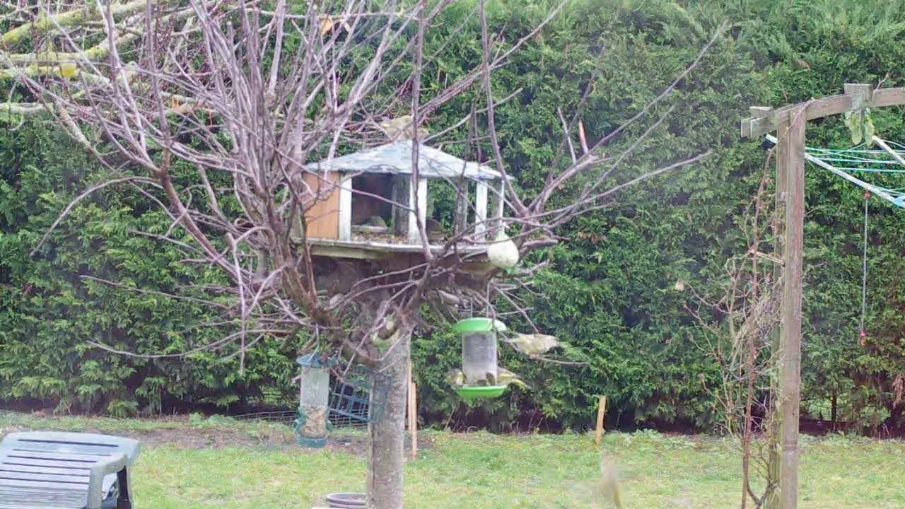 Les oiseaux 2014