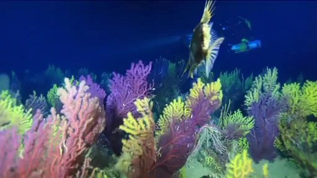 Plongée, l'ivresse des profondeurs