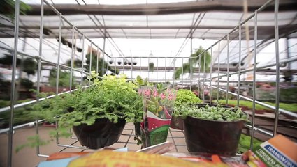 Mini-jardins, os bibelôs botânicos