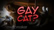 GAY CAT?: Nigerian Woman Kicks Out Pet Because She Says He Has Homosexual Tendencies