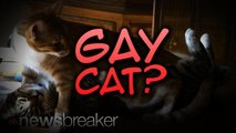 GAY CAT?: Nigerian Woman Kicks Out Pet Because She Says He Has Homosexual Tendencies