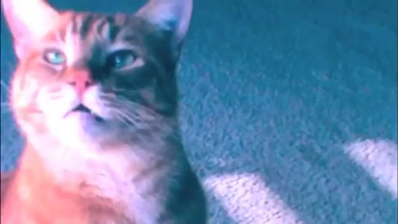 Funny Tabby Cat Video