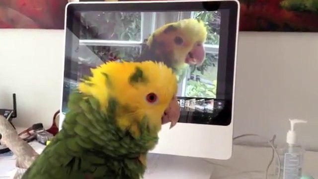 Irmgard Rawn videos - dailymotion