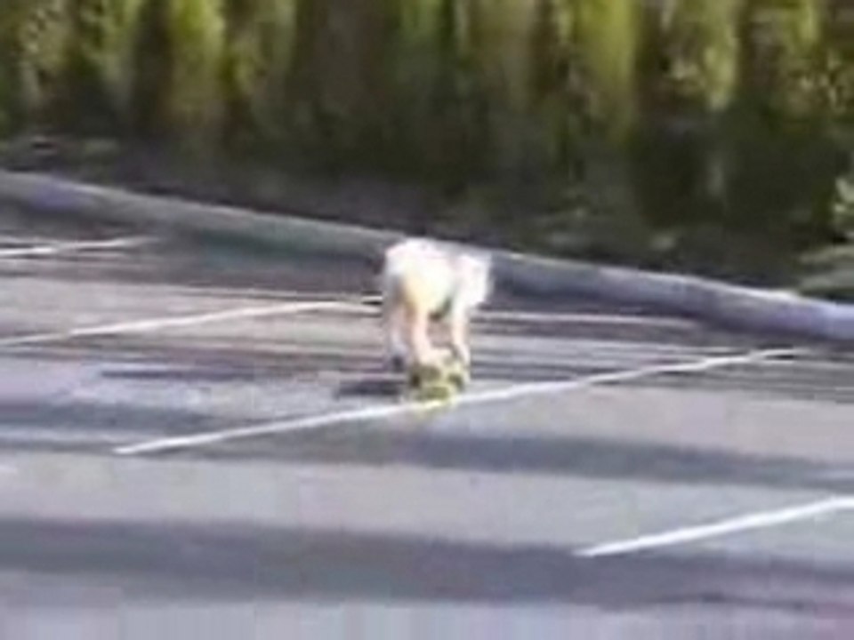 skating dogg