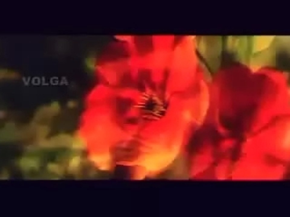 Chilipi_1_idleburra.com