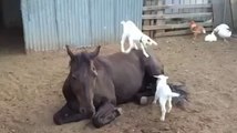 Horse Gets Along With the Kids Just Fine