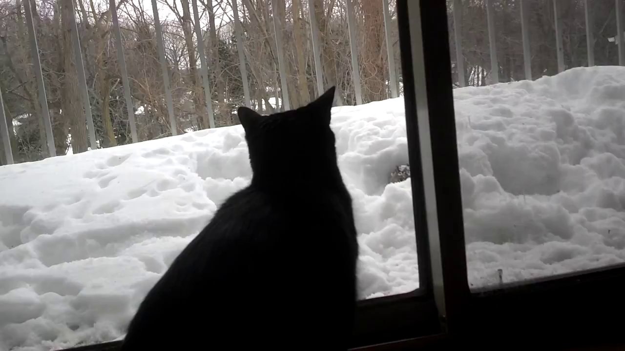 Cat Keeps Watchful Eye on Squirrel