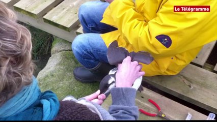 Ile-Grande (22). Des oiseaux mazoutés reprennent leur envol
