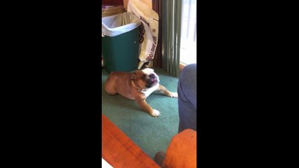 Ron Sandack Itchy Bulldog Butt