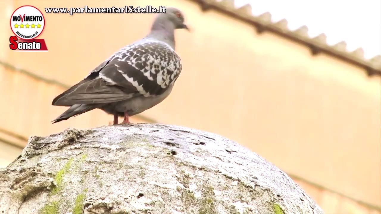 M5S - IMPEACHMENT - GIORGIO NAPOLITANO IN STATO D'ACCUSA - MoVimento 5 Stelle