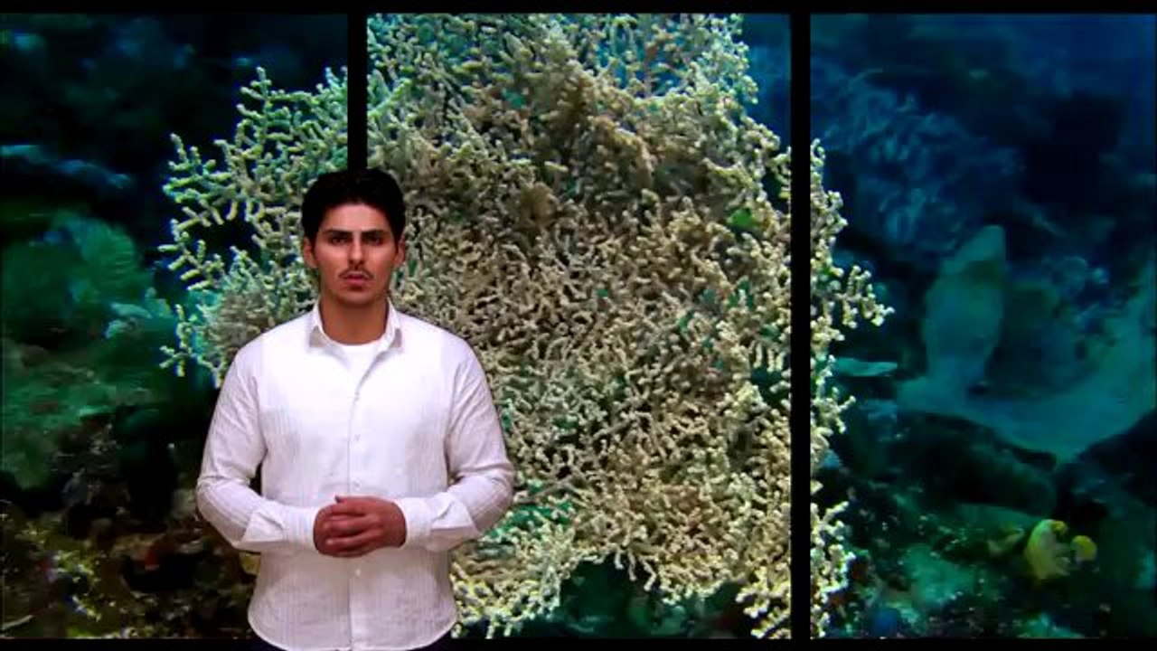 Die DNS wurde erschaffen