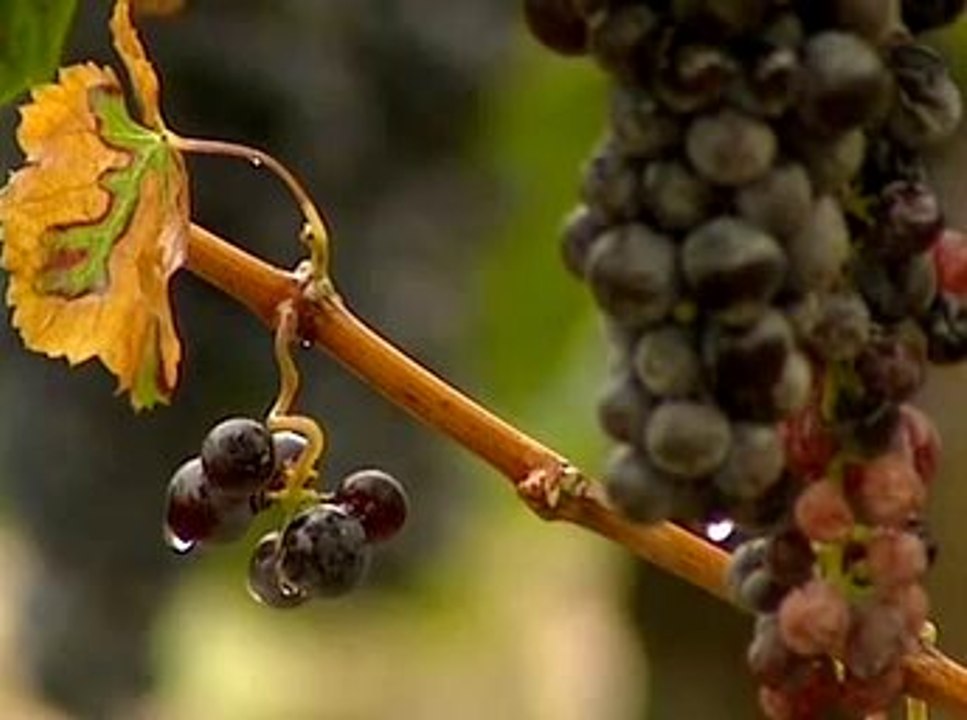 USBwine : téléchargez votre vin en direct des domaines