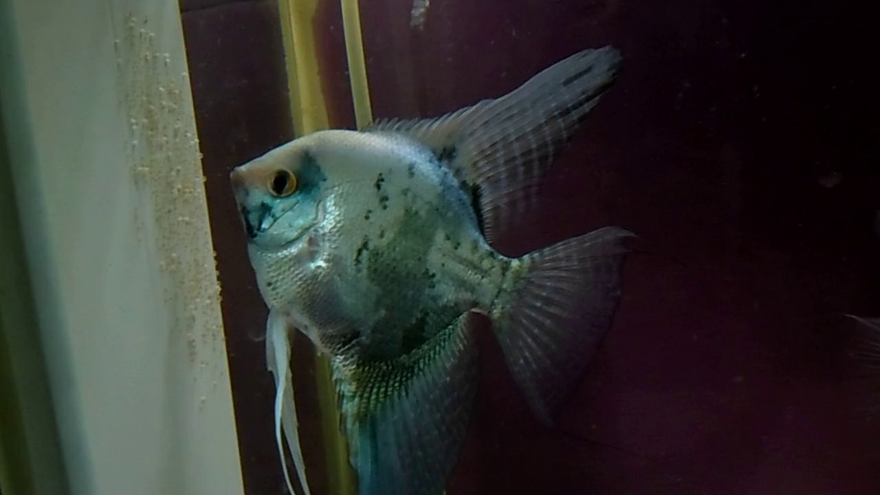 melek balığı çiftti