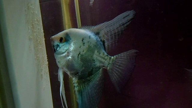 melek balığı çiftti