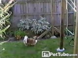 Doggy Doesn’t Like the Swing