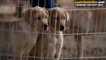 Köpek İle At'ın Dostluğu - 2 Günde Bilmem Kaç Zilyon Kere İzlenen Reklam