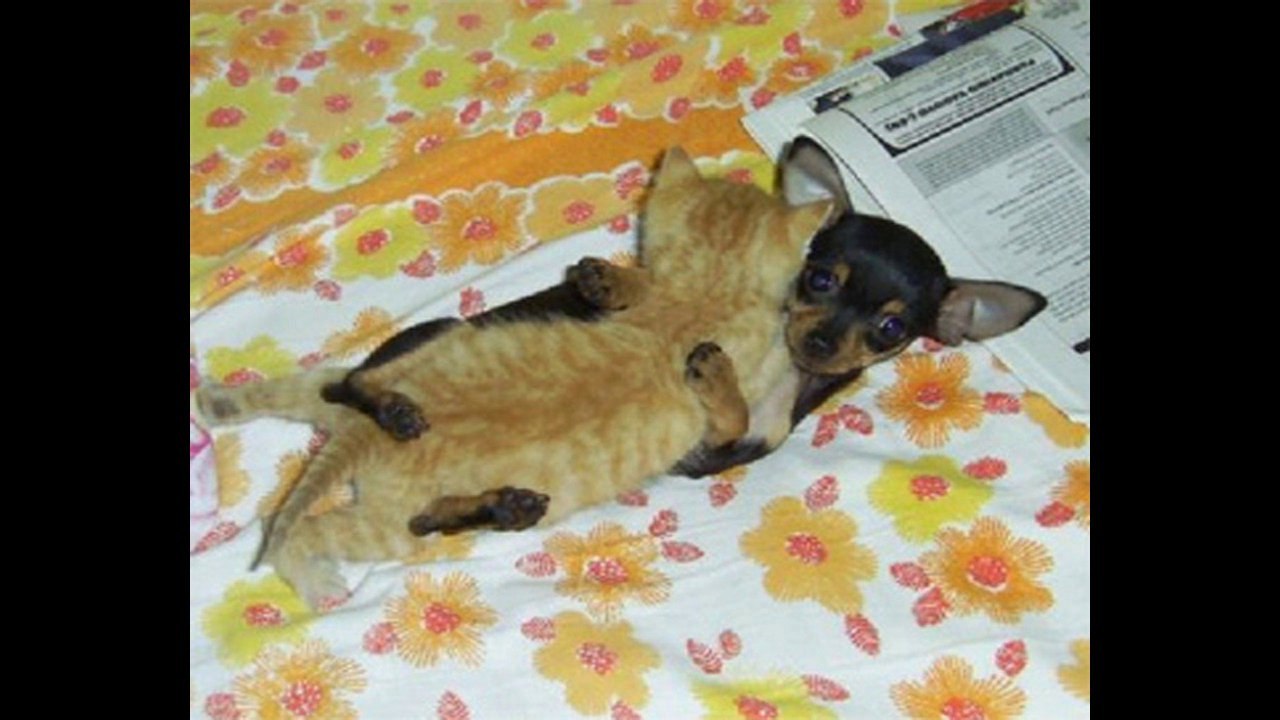 animales graciosos 1