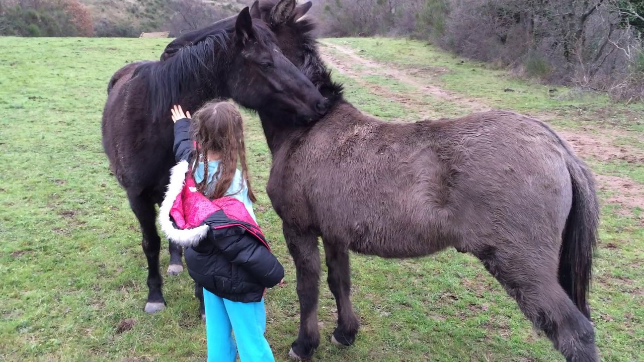 Rencontre chevaux La Lieude 2014.01.12-15.25.05