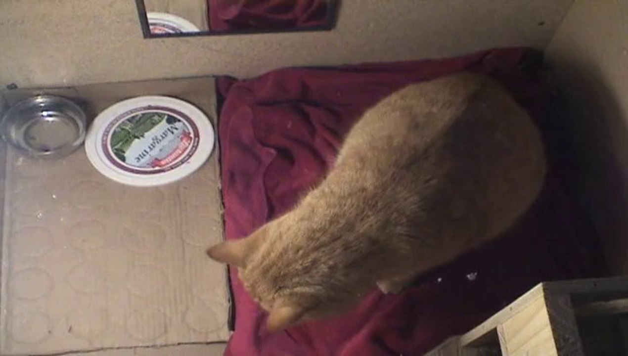 La cabane a chat Part III