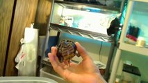 Before you buy a turtle watch this video!