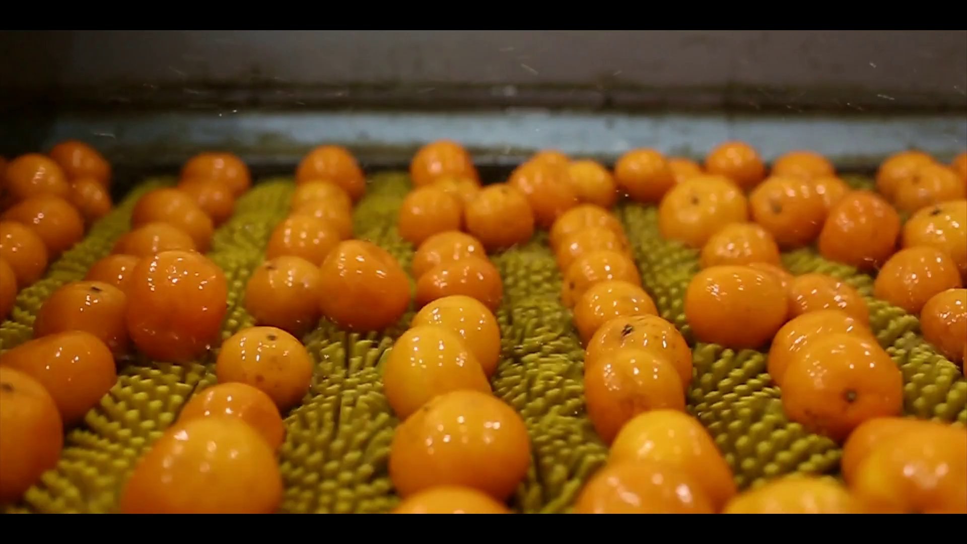 Kinnow Mandarin Documentary