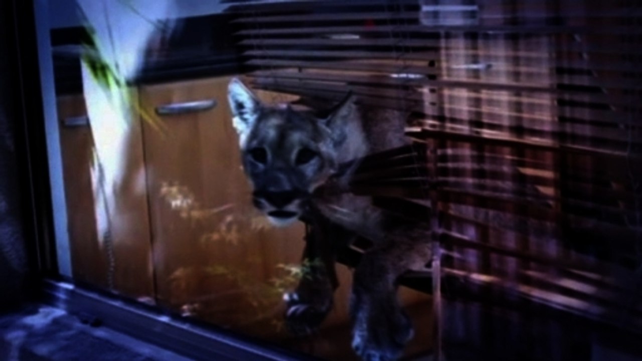 Uninvited puma crashes breakfast