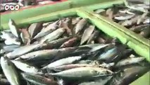 20140129魚介類で死亡リスク低下　滋賀