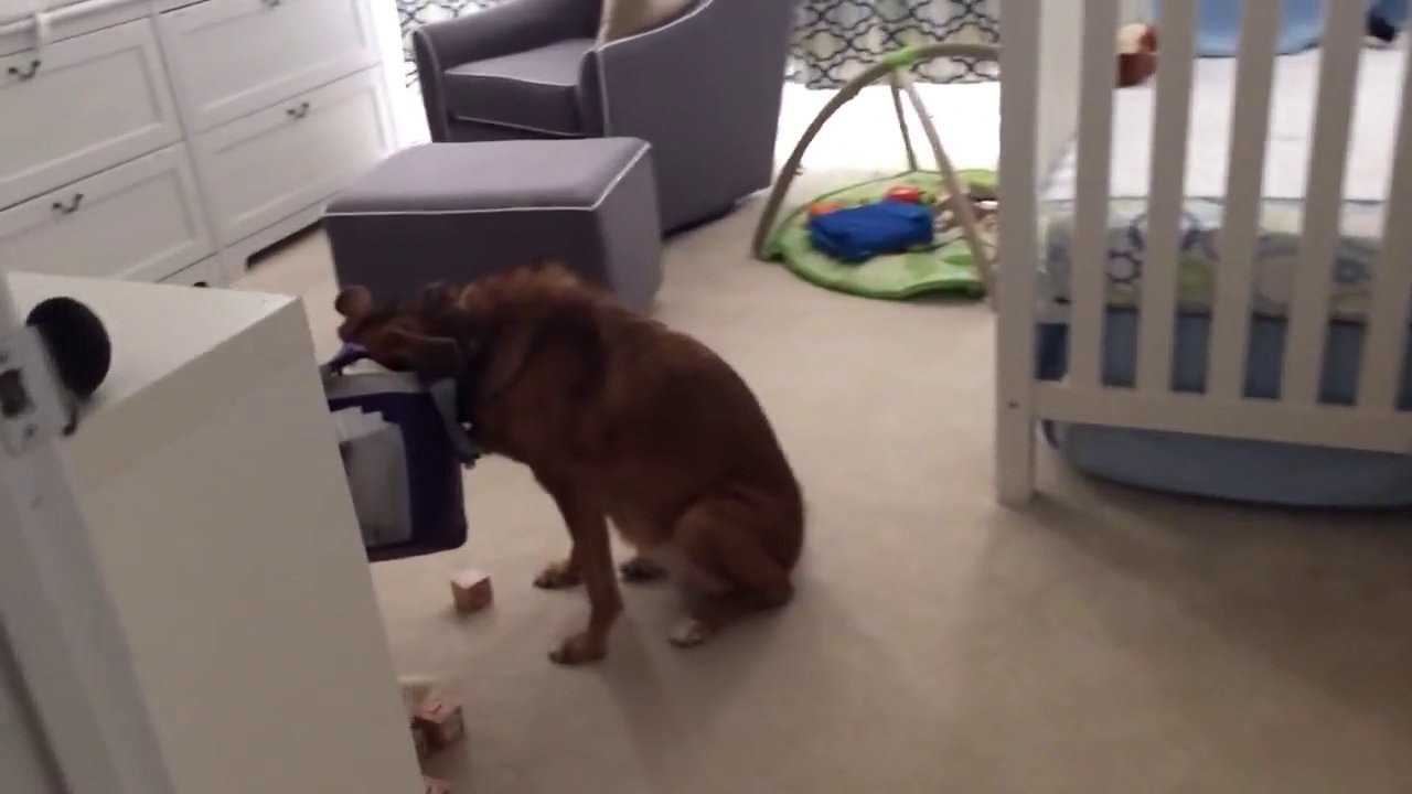 Un chien pris la main dans le sac (ou le museau plutot!)