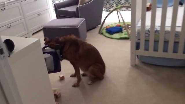 Un chien pris la main dans le sac (ou le museau plutot!)