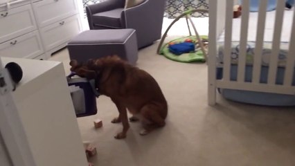 Un chien pris la main dans le sac (ou le museau plutot!)